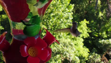 In-a-backyard-in-the-suburbs,-A-tiny-humming-bird-with-green-feathers-hovers-around-a-bird-feeder-in-slow-motion-and-eventually-flying-away