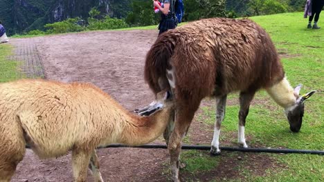 Funny-video---Alpaca-sticking-his-head-into-another-alpaca's-butt