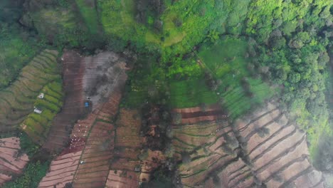 Atemberaubende-Luftaufnahmen-–-Aufstieg-über-Eine-Neblige-Bergplantage