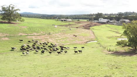 Scared-cattle-running-in-a-field