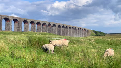 Ovejas-Pastando-Frente-Al-Viaducto-Ribblehead-En-El-Norte-De-Yorkshire-En-Un-Día-De-Verano