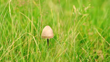 Wunderschöne-Zeitlupenaufnahmen-Von-Pilzen,-Die-Vom-Wind-In-Grasbewachsenem-Land-Getroffen-Werden