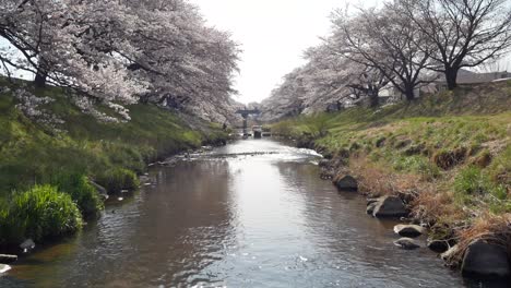 Landschaftsansicht-Des-Wunderschönen-Natürlichen-Kleinen-Kanals-Mit-Sakura-Blütenbäumen-Auf-Beiden-Uferseiten-Des-Kanals-Mit-Voller-Blüte-Im-Frühlingssonnentag-In-Kikuta,-Fukushima,-Japan