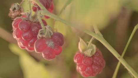 Raspberry-bush-with-ripe-raspberries