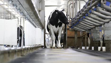Neugierige-Holsteinische-Milchkuh-Geht-Auf-Die-Kamera-Zu,-Während-Sie-Darauf-Wartet,-Gemolken-Zu-Werden