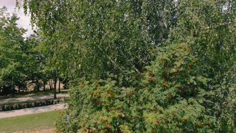 Antenne,-Blick-Auf-Den-Hohen-Ebereschenbaum,-Langsames-Schweben-Am-Baum-Bei-Windigem-Wetter,-Grüne-Baumblätter-Und-Rote-Eberesche