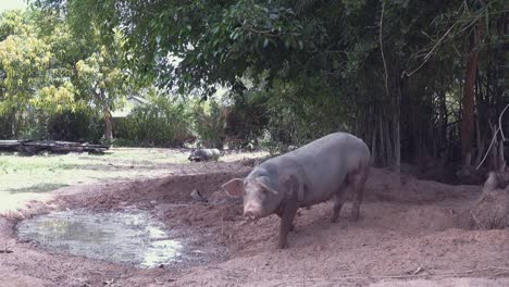 Schwein-An-Der-Wasserstelle