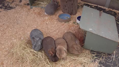Five-small-cute-and-adorable-friendly-fluffy-grey-and-brown-bunny-rabbits-playing-and-eating-grass-hay-outside-their-tiny-beautiful-indoor-home