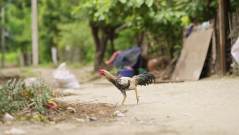 rooster-passing-the-way-in-poor-town-near-mandalay
