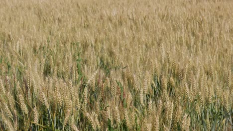 Wheat-fields.-Ripe-wheat.-It's-time-for-harvesting