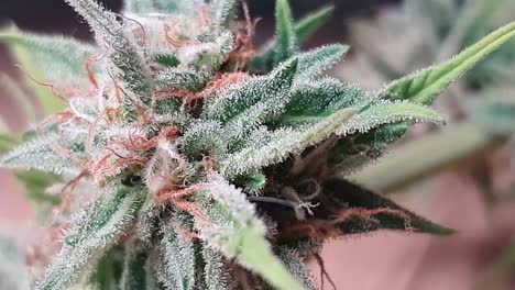 Beautiful-Medical-Marijuana-bud,-macro-shot