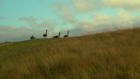 Flock-of-Canada-Geese-relaxing-on-grass,-with-beautiful-moving-clouds-behind-them,-camera-zooming-in