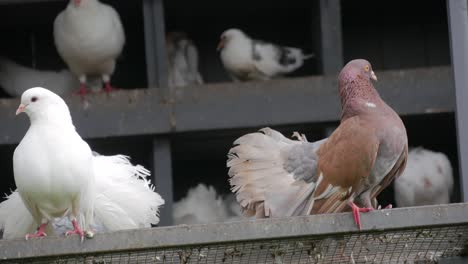 Courtship-between-doves-in-the-zoo