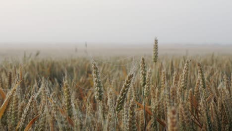 Field-of-wheat-or-rye,-ready-for-harvest,-ears-in-morning-light,-foggy-morning,-dew-in-field,-cobweb