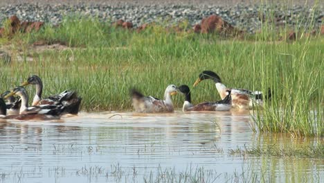 Medium-Shot-of-Ducks-in-a-Pond