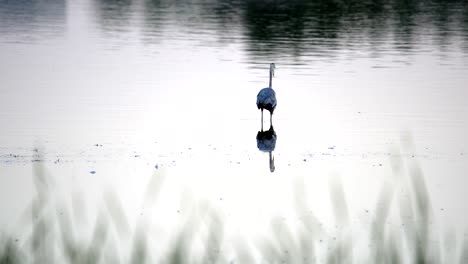 Great-Blue-Heron-Angeln-Im-Wasser