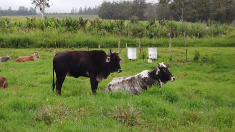 Tropical-beef-cattle-herd-in-pasture,-crossbreed-suitable-to-warm-climate