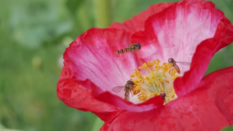 Nahaufnahme-Vieler-Kleiner-Schwebfliegen,-Die-Sich-Von-Pollen-Ernähren,-Rote-Wildblumen
