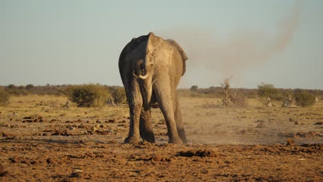 Back-view-of-Savannah-Bush-elephant-cools-off-with-dust-shower,-Africa