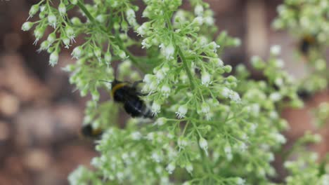 Close-up-of-bumblebees-collect-pollen-from-heuchera-flowers-in-garden