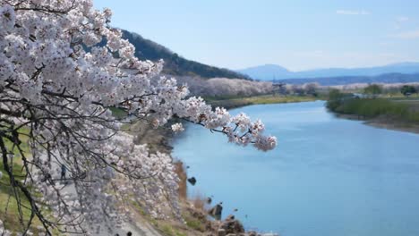 A-thousand-of-cherry-blossom-trees-are-blown-by-wind-make-its-branches-move-in-lively-motion-on-river-side-of-Shiroishi-River-in-Funaoka,Sendai,-Japan-in-spring-day-time