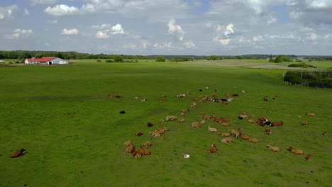 Cows-on-green-grass-in-natural-scenery,-aerial-footage-on-Eastern-Poland