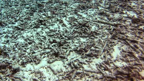 Abgestorbene-Korallen-Auf-Sandigem-Meeresboden-Aufgrund-Von-Ölverschmutzung-Und-Vom-Menschen-Verursachtem-Klimawandel