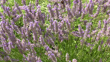 many-bumblebees-and-some-butterflies-are-attracted-by-the-purple-lavender
