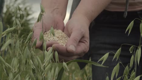 Holding-a-handful-of-rolled-oats-in-oat-field