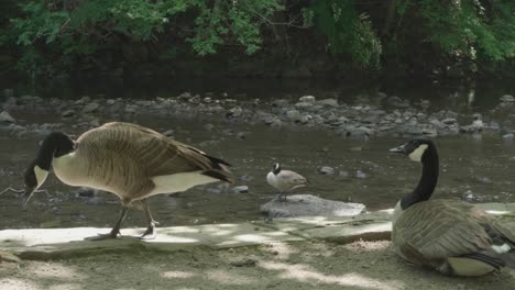 Wild-Geese-at-the-Wissahickon-Creek
