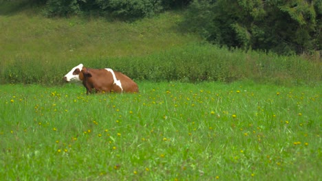 Locked-off-view-of-Single-brown-cow-with-white-spots-sitting-on-meadow-with-white-butterfly-flying-through-frame