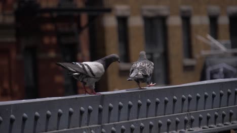 Pigeons-walking-in-180-fps-slow-motion-on-the-rail-of-the-High-Line,-Chelsea,-Manhattan,-New-York-City