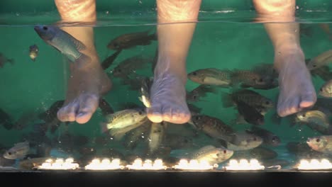 Close-Shot-of-Legs-and-Feet-in-a-Tank-of-Water-Enjoying-a-Fish-Spa