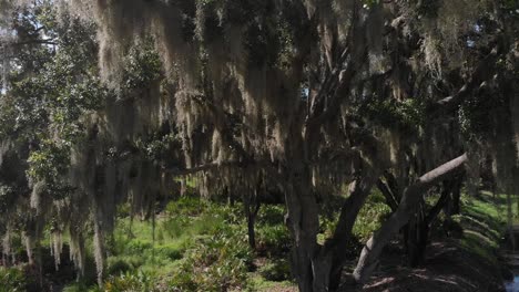 Downward-drone-aerial-from-mid-tree-showing-massive-Spanish-moss-growth