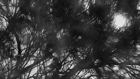 Schwarz-weiße-Abstrakte-Sonnenstrahlen,-Die-Durch-Einen-Gruseligen,-Geheimnisvollen-Wald-Mit-Linseneffekt-Und-Nebelnebel-Zwischen-Den-Zweigen-Scheinen