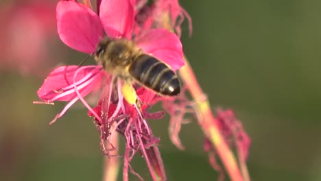 Close-up-of-a-bee-on-a-flower