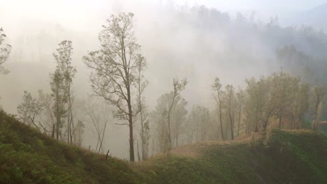 Breathtaking-forest-under-foggy-weather-in-Indonesia