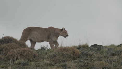 Puma-walking-along-top-of-hill-and-then-laying-down