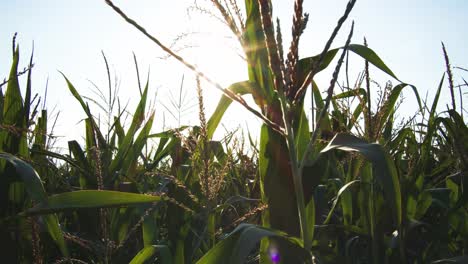 Camera-moves-through-cornfield-in-bright-sunshine
