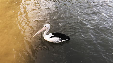 Large-Australian-Pelican-close-up-swimming
