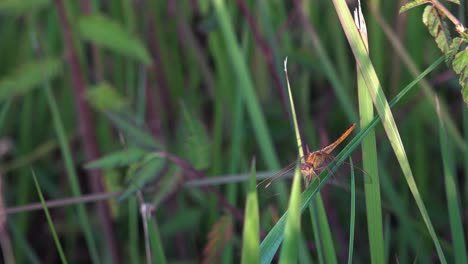 Medium-Shot-of-an-Orange-Dragonfly-Resting-on-a-Leaf