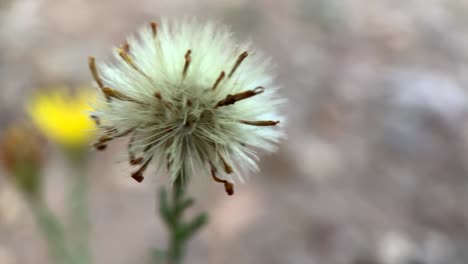 Macro-shot-of-a-Grass-of-life-flower