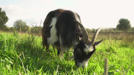 Goat-with-large-horns-eating-grass,-camera-ground-level-closeup