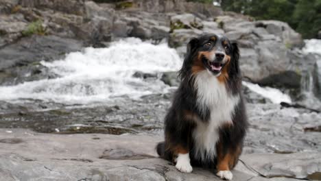 A-smiling-mini-Australian-Shepherd-sitting-with-rushing-water-in-the-background