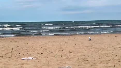 Sea-birds-Seagulls-on-the-shore-of-ocean-sea