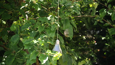 lightbulbs-hanging-from-a-tree-in-the-summer