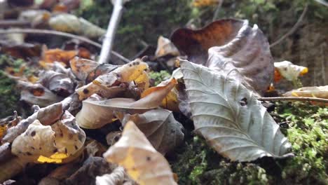 Gefallene-Trockene-Herbstblätter-Im-Wald-An-Einem-Herbsttag