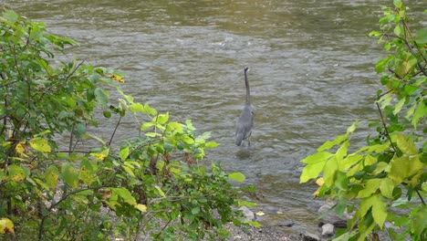 A-heron-that-is-waiting-for-a-fish-patiently