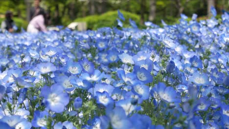 Campo-De-La-Flor-Nemophila-Azul-En-El-Jardín-Del-Parque-Hibiya--tokio,-Japón-En-Verano-Primavera-Sol-Día-Tiempo--4k-Uhd-Video-Filmación-Corta