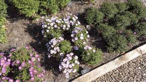Small-pink-Michaelmas-daisies-in-a-border